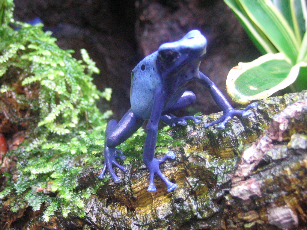 Blauer Pfeilgiftfrosch
