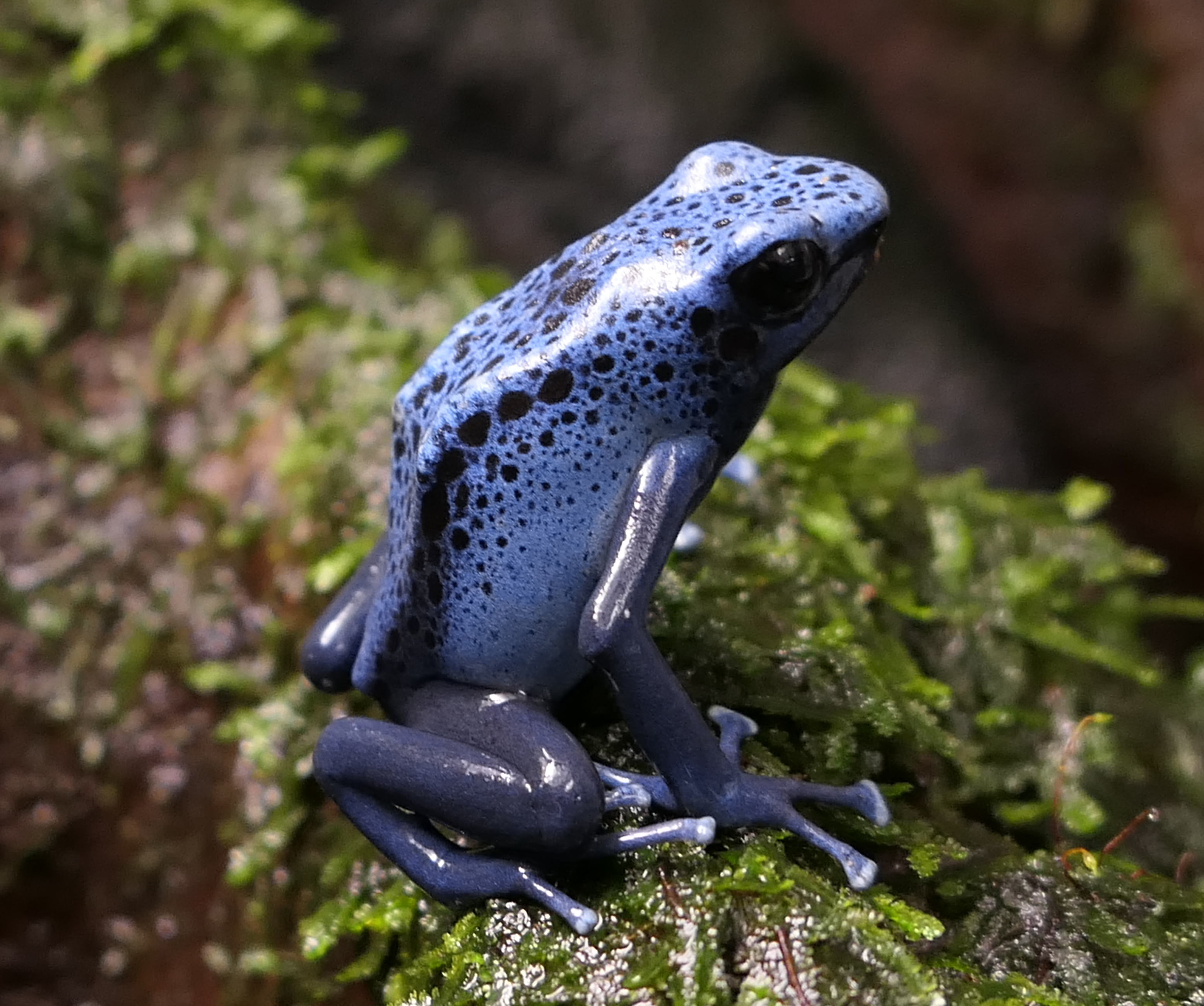 Dendrobates tinctorius azureus