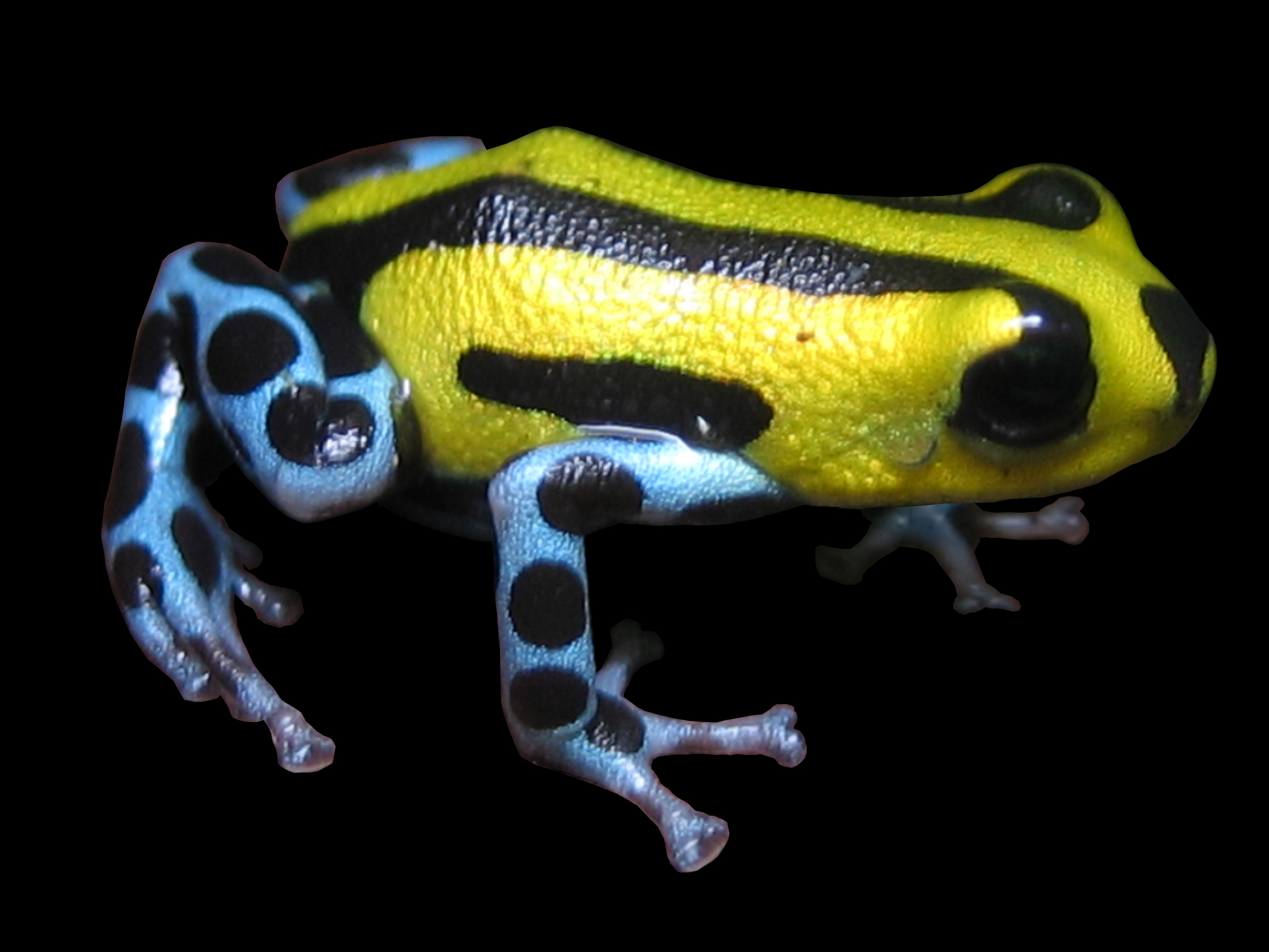 Pasco Poison Frog